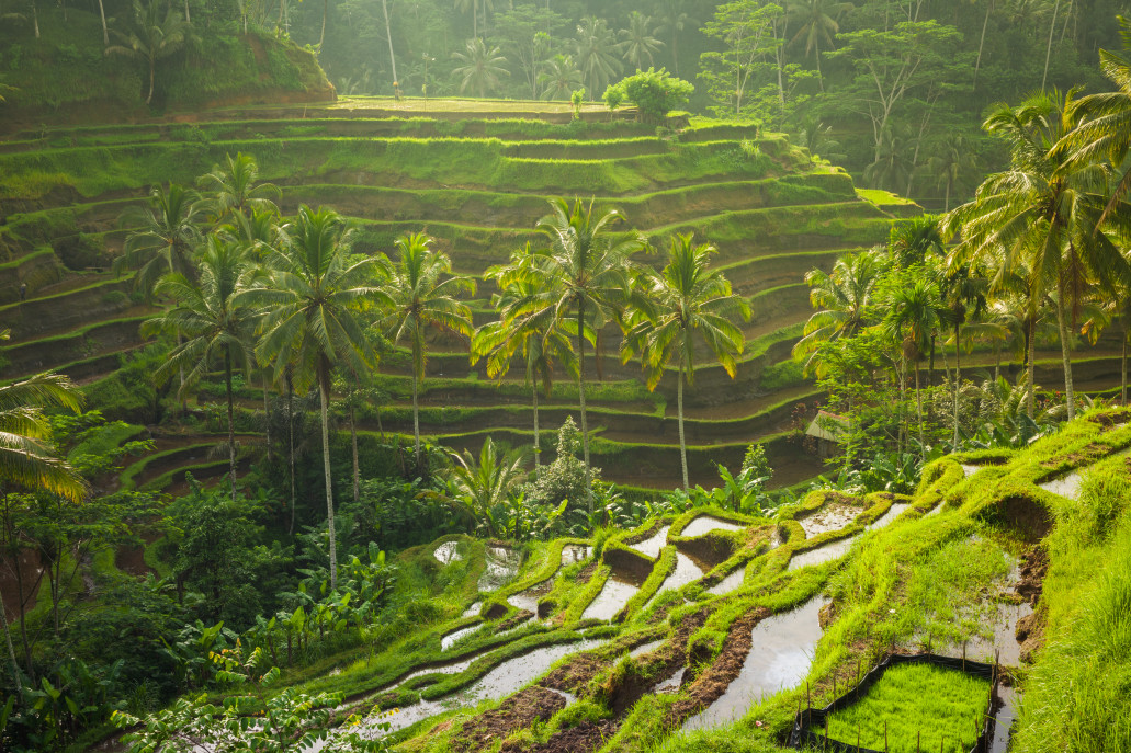 7 Hasil Pertanian Indonesia Kualitas Terbaik Dunia - beautiful sunrise over the green rice terraces ubud bali indonesia t20 x6W4Az - 7 Hasil Pertanian Indonesia Kualitas Terbaik Dunia - photo 7 Hasil Pertanian Indonesia Kualitas Terbaik Dunia - beautiful sunrise over the green rice terraces ubud bali indonesia t20 x6W4Az - 7 Hasil Pertanian Indonesia Kualitas Terbaik Dunia